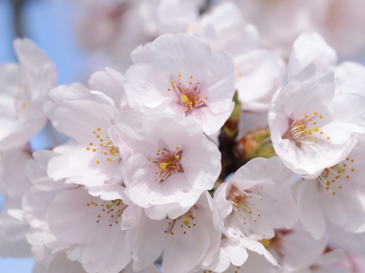 1世紀以上愛され続ける市民の園・甘木公園と桜