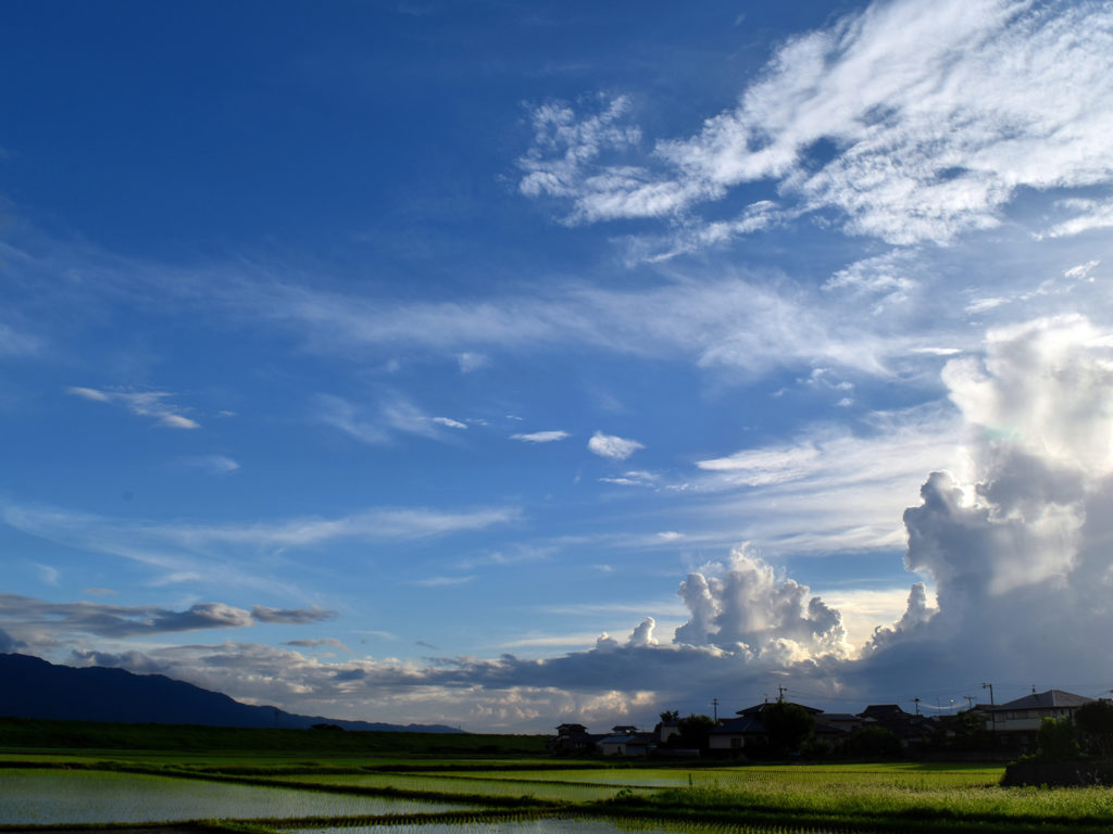 田植え後の田んぼと空