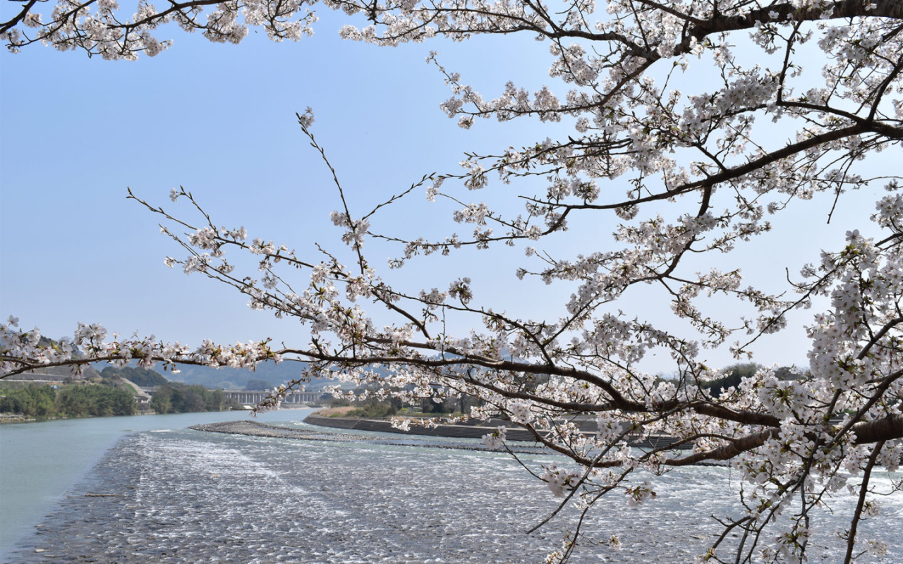 山田堰と桜