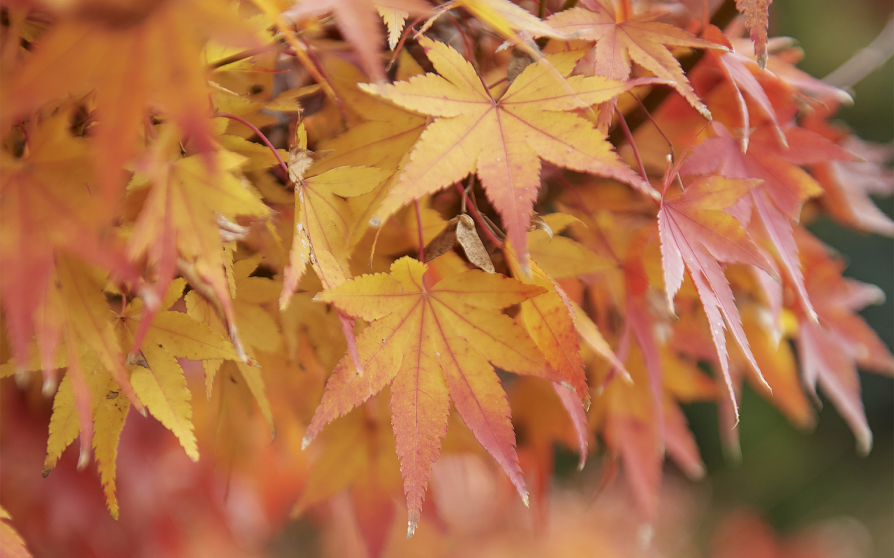 朝倉観光協会_紅葉01