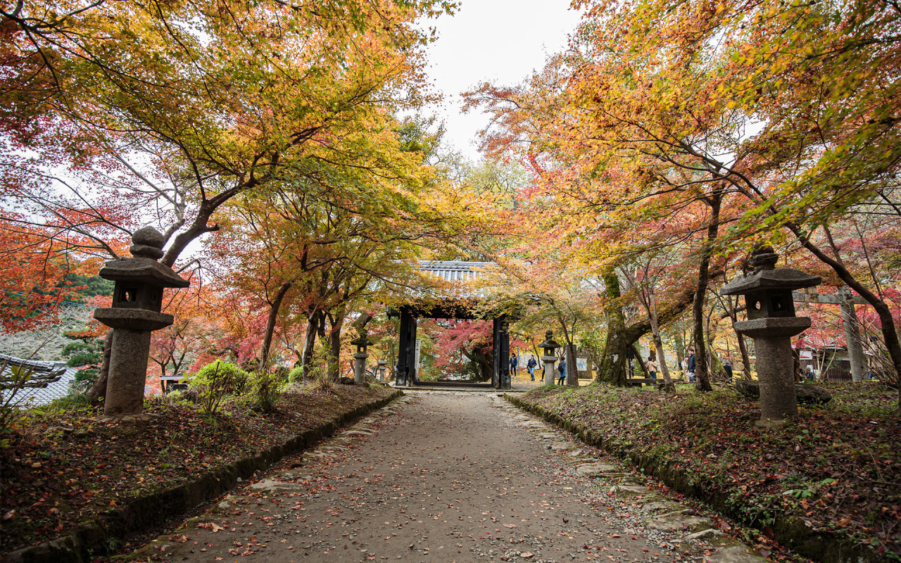 朝倉観光協会_紅葉02