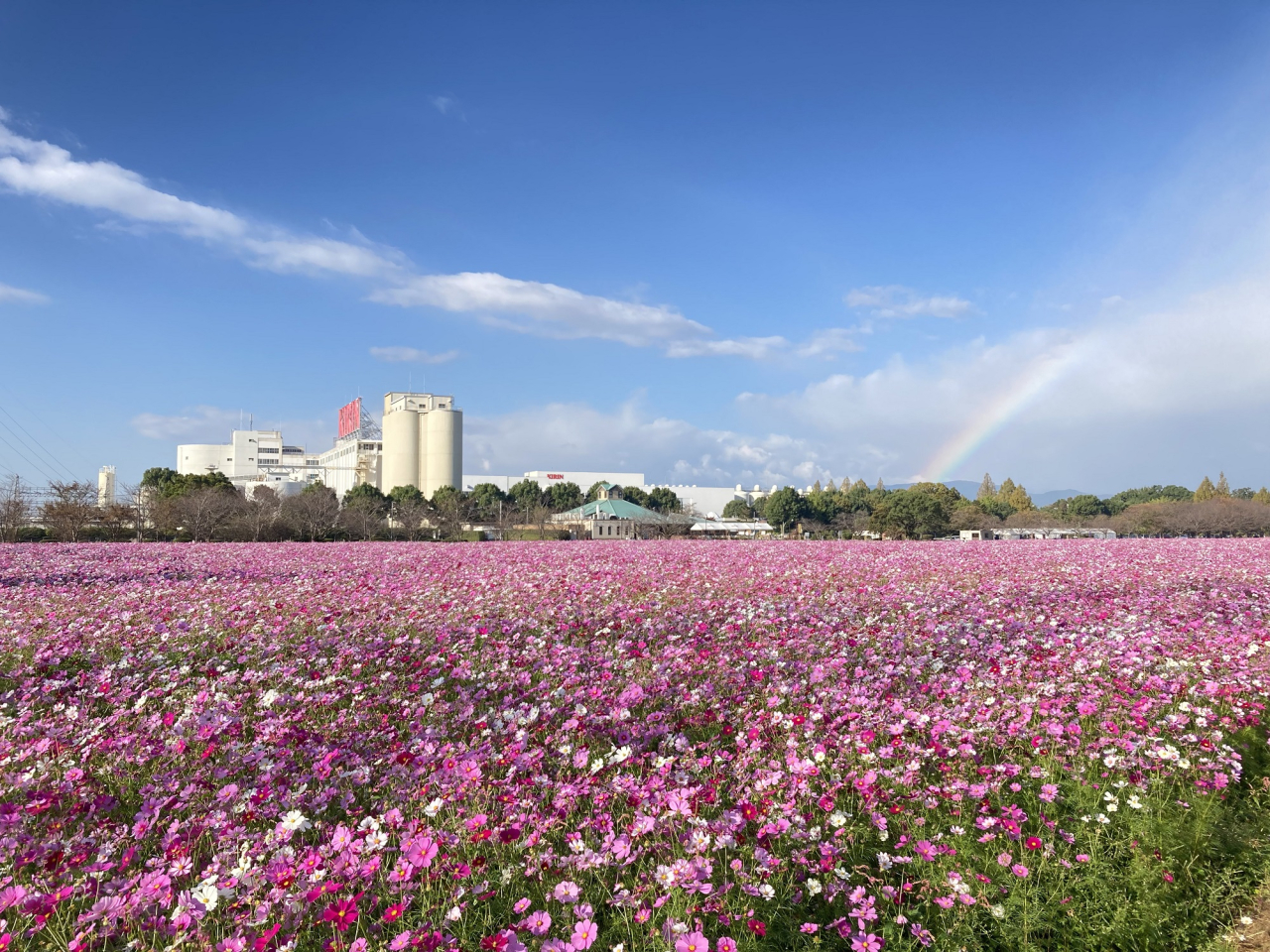 ©福岡県観光連盟_コスモス01