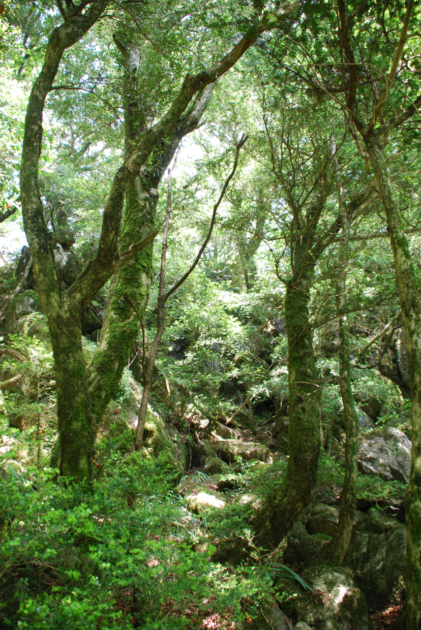 古処山ツゲ自然林